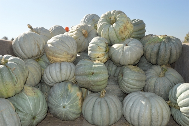 Büyük şehirlerin "bal kabağı" Afyonkarahisar'dan gidiyor